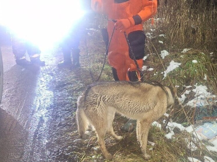 В Тосно спасатели вернули собаку, выбежавшую на тонкий лед