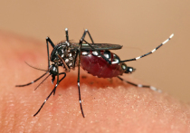 Власти Кубы сообщают, что 33 человека умерли от болезней, переносимых комарами, в результате разгула эпидемии