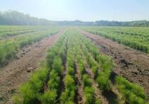 В Алтайском крае каждый год проводятся лесовосстановительные работы. Они поддерживаются и на федеральном уровне. В следующем году на эти цели выделят 115,7 млн рублей.