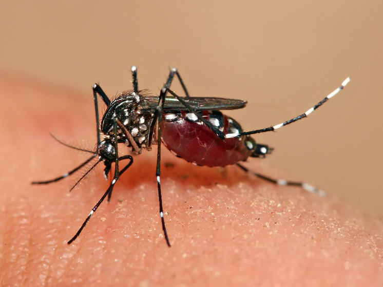 Куба борется с распространением переносимых комарами смертельных заболеваний