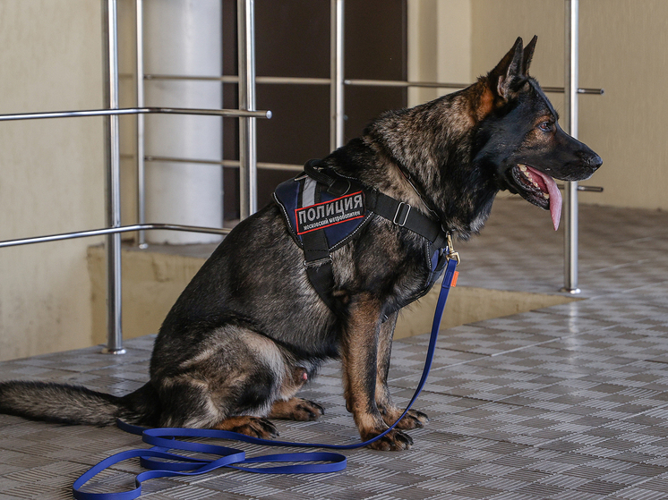 В Химках служебная собака нашла у местного жителя более 10 «закладок»