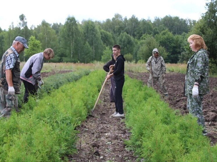 В Чувашии объёмы восстановления лесов стабильно превышают вырубку