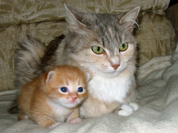 Жителей Красноярского края пообещали штрафовать за отказ от регистрации домашних животных