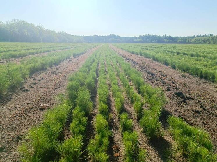 В Алтайском крае каждый год проводятся лесовосстановительные работы. Они поддерживаются и на федеральном уровне. В следующем году на эти цели выделят 115,7 млн рублей.