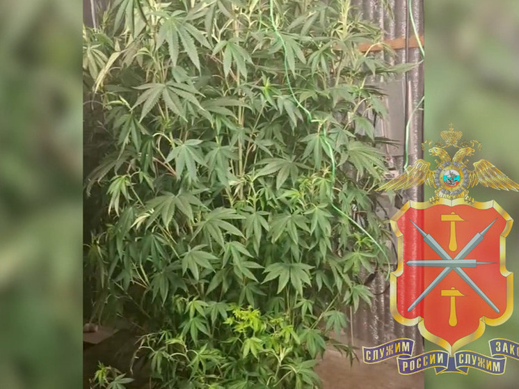 Туляк, у которого нашли 28 кустов конопли, получил 5,5 лет строгого режима