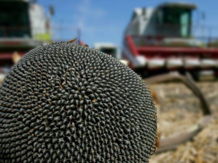 В Токмакском округе Запорожья посеяли более 15 тыс. га озимых культур