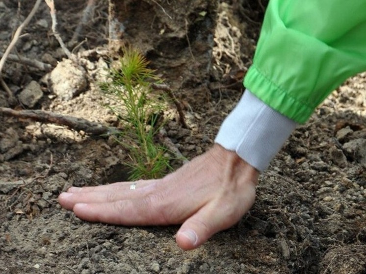 В Запорожской области нашли богатые антиоксидантами водоросли