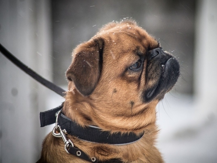 СК России проверяет нападение собаки на фельдшера скорой в Томске