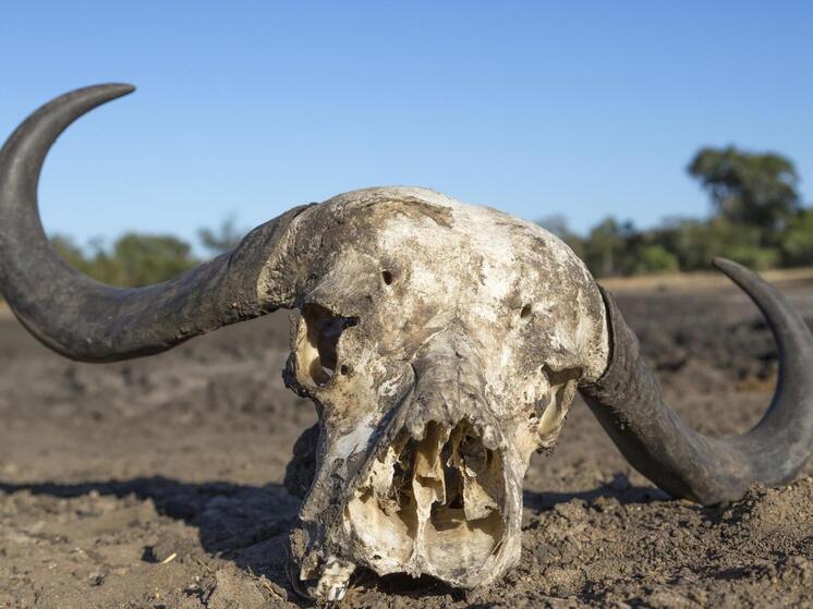 Останки коровьих туш, пролежавшие неделю в контейнерах Петербурга, наконец вывезли