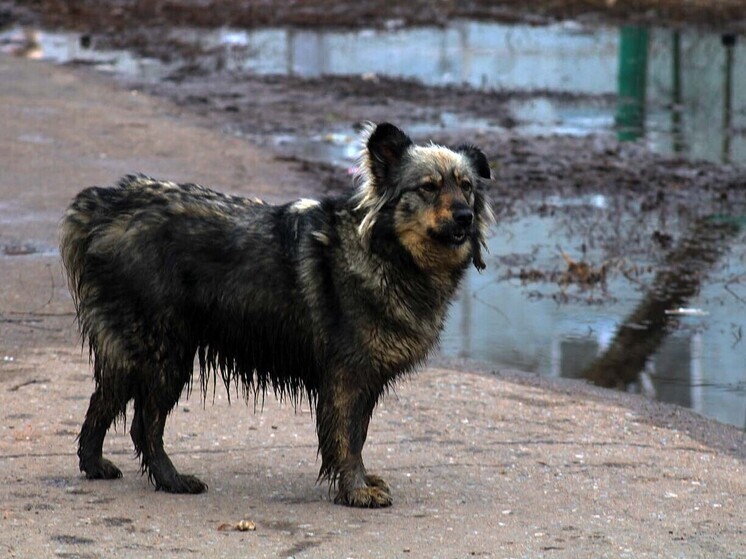 В Омске снова фиксируют проблемы с бродячими животными