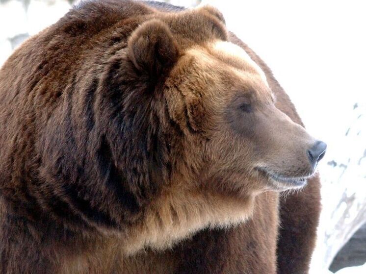 Камчатские медведи продолжают активничать несмотря на зимний пейзаж