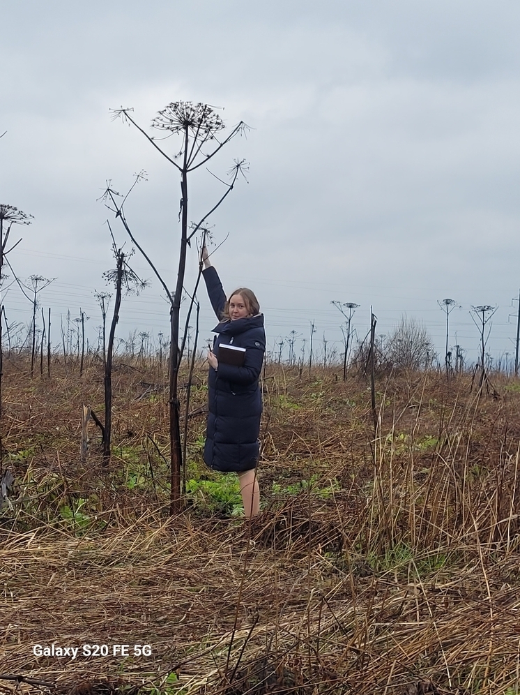 Бизнесмен из Гороховца вернет деньги за «борьбу» с борщевиком