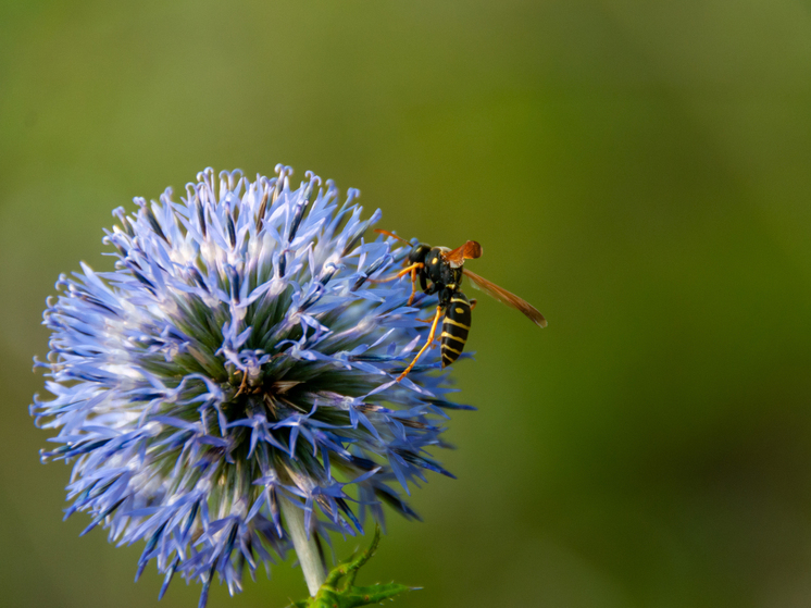 SHOT: Осы атакуют россиян из-за аномально тёплой погоды
