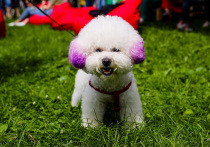 Вслед за знаменитостями, клонирующими своих собак, всё больше владельцев домашних питомцев задумываются о возможности создать генетическую копию умершего любимца