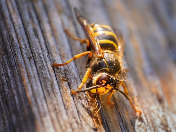 Эколог Каюмов: сообщения о «массовых атаках» ос не подтверждаются наблюдениями по регионам