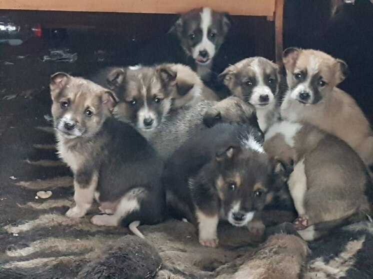 18 борским щенкам ищут новый дом