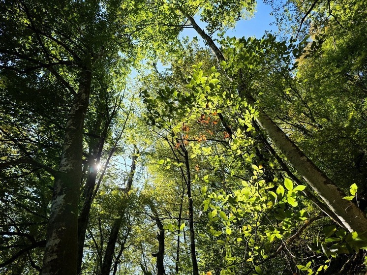 В Сочи распустились краснокнижные морозники