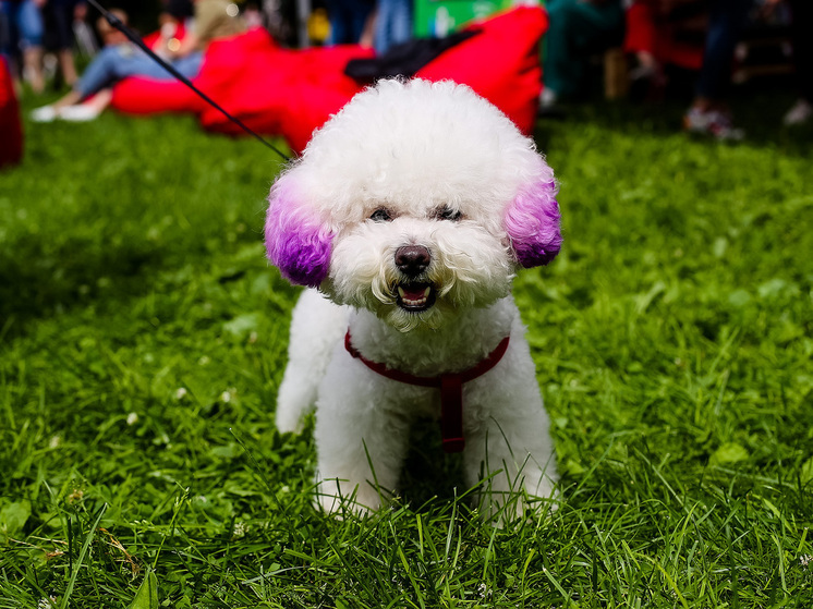 Селебрити клонируют своих собак и задают на это тренд