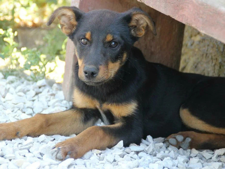 В Краснодаре возбудили уголовное дело после нападения бездомной собаки на женщину