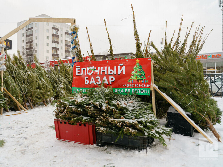 К новогодним праздникам лесопитомники Татарстана подготовили 2 тысячи елей