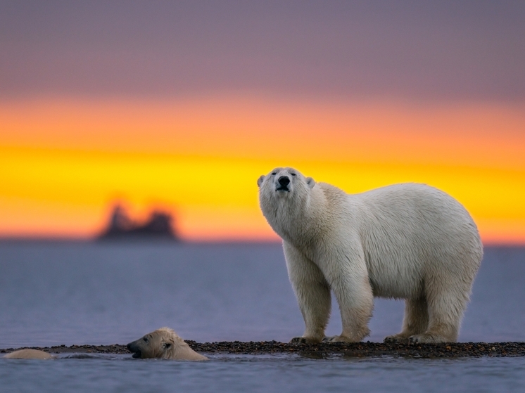 Совет Заполярного района объявил семейный конкурс  «Поздравительная открытка»