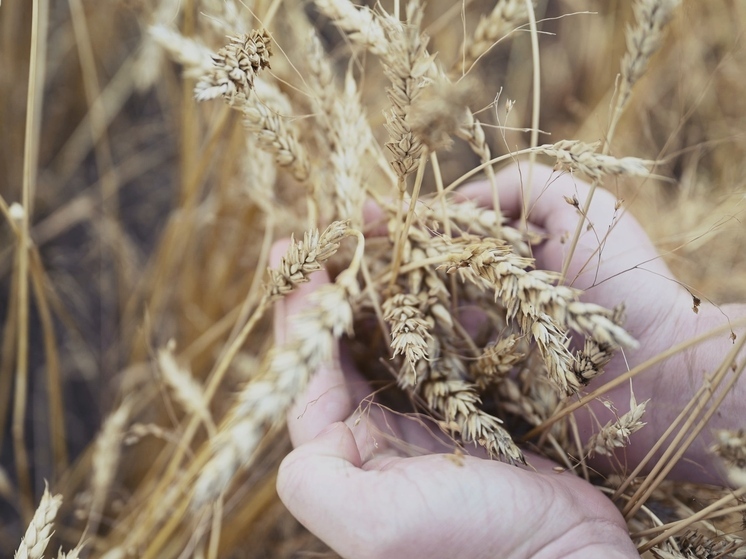 Челябинский журналист стал победителем конкурса регионального минсельхоза