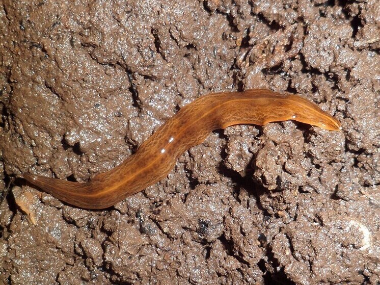 Хищный червь Обама угрожает экосистеме Европы из-за отсутствия естественных врагов