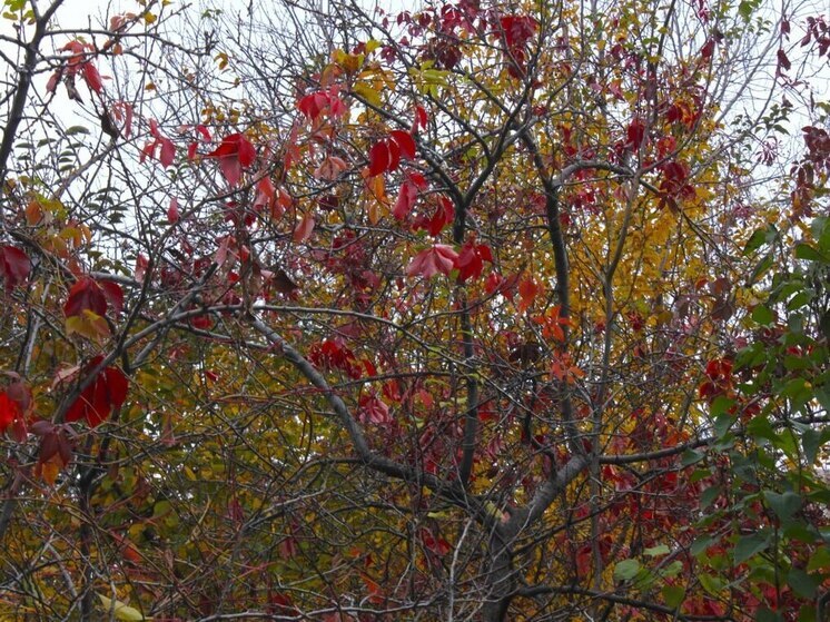 Гололед и туман ожидают в Самарской области 3 декабря