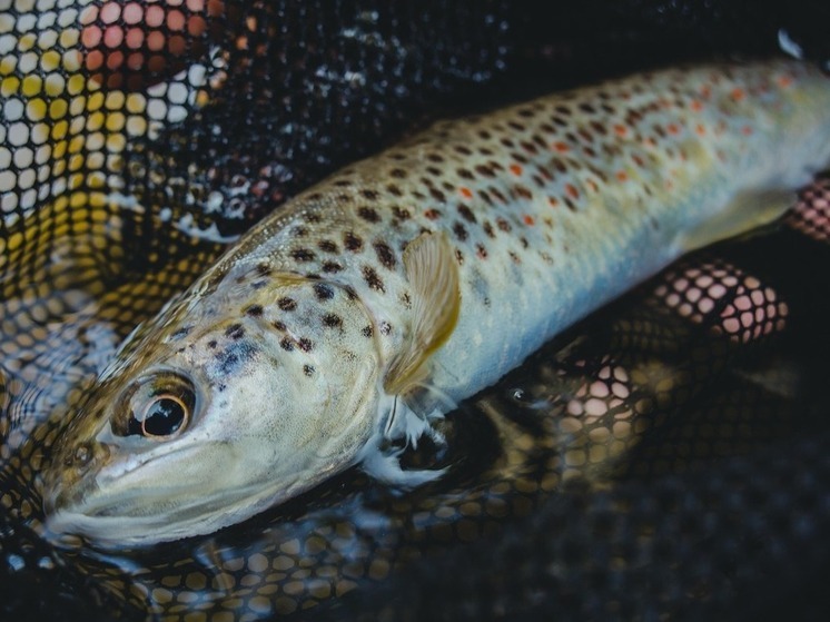 Троих жителей Башкирии осудили за незаконную рыбалку