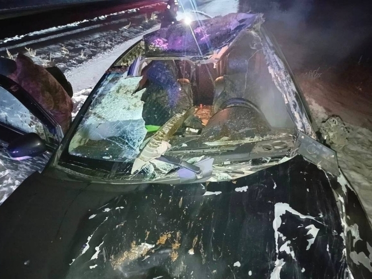 В Туве с начала года произошло 136 ДТП - наездов на животных