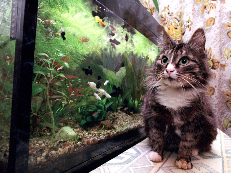 В Госдуму внесен законопроект о регламентации разведения домашних животных