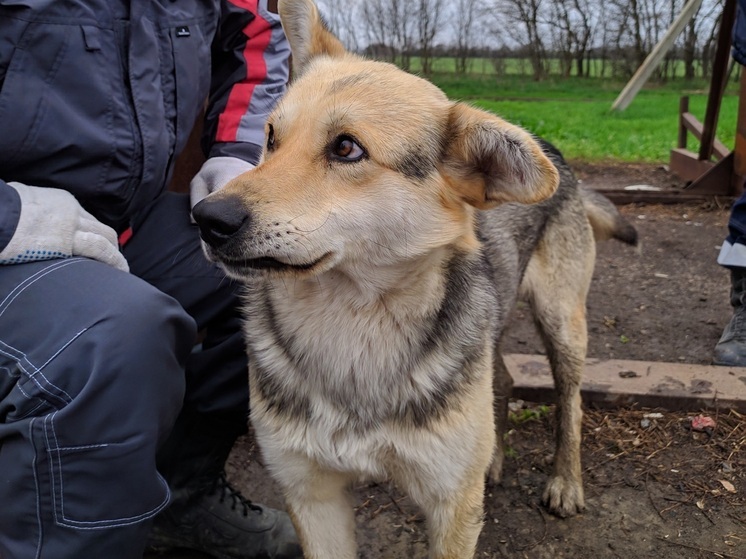 Владелец собаки, напавшей на ребенка в Чагоде, заплатит компенсацию