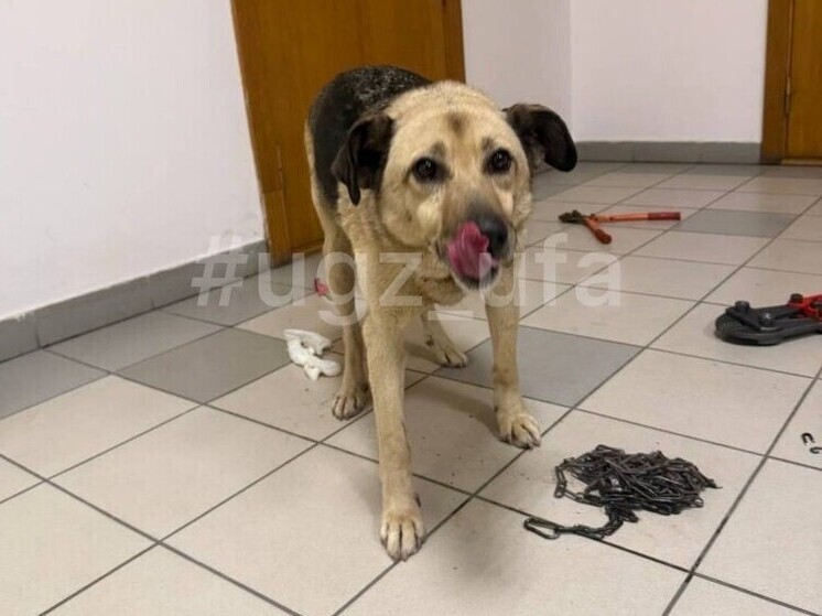 Уфимские спасатели помогли попавшим в беду животным