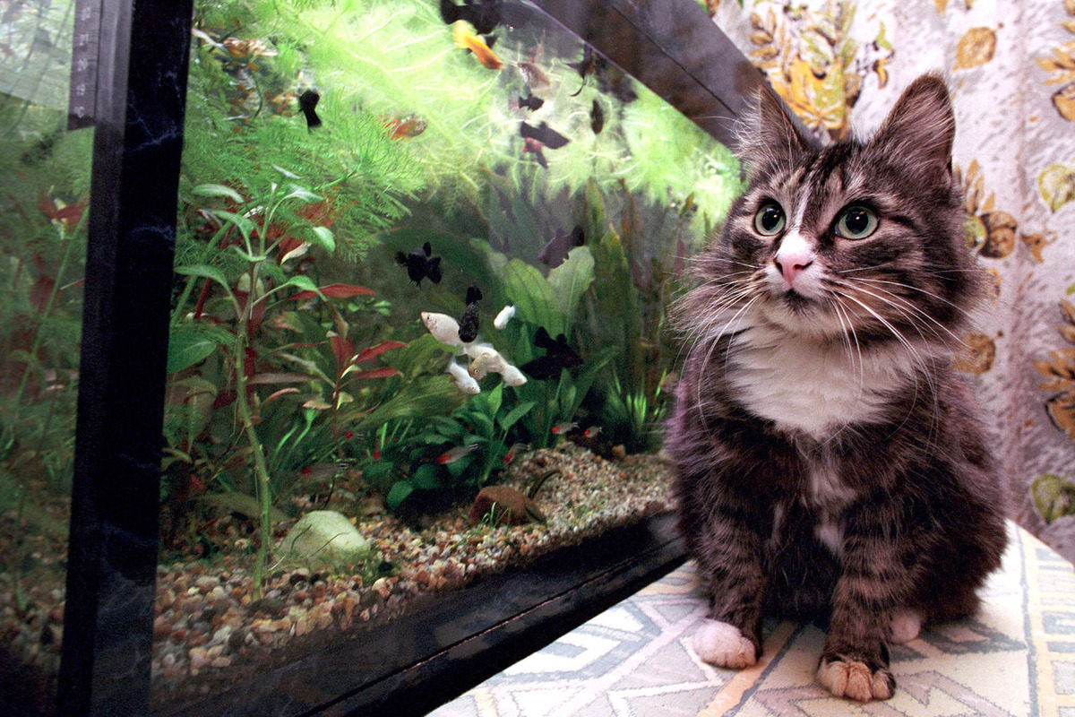 В Госдуму внесен законопроект о регламентации разведения домашних животных