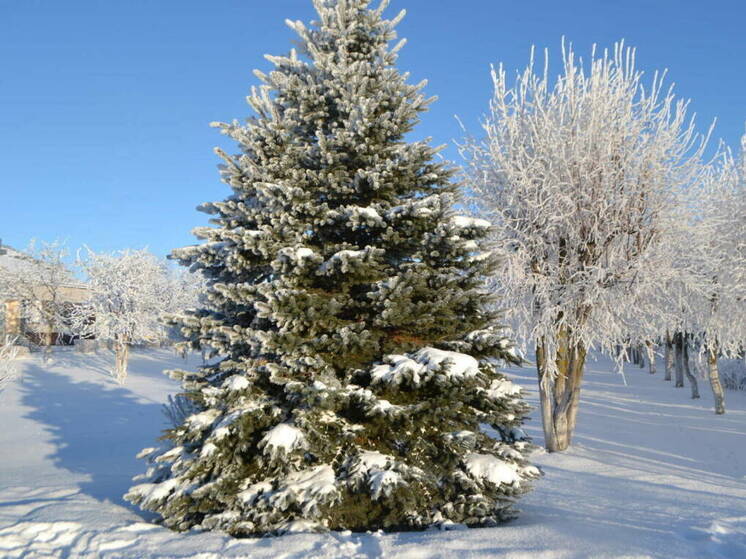 Контроль за вырубкой елей усилят в Татарстане перед новогодними праздниками
