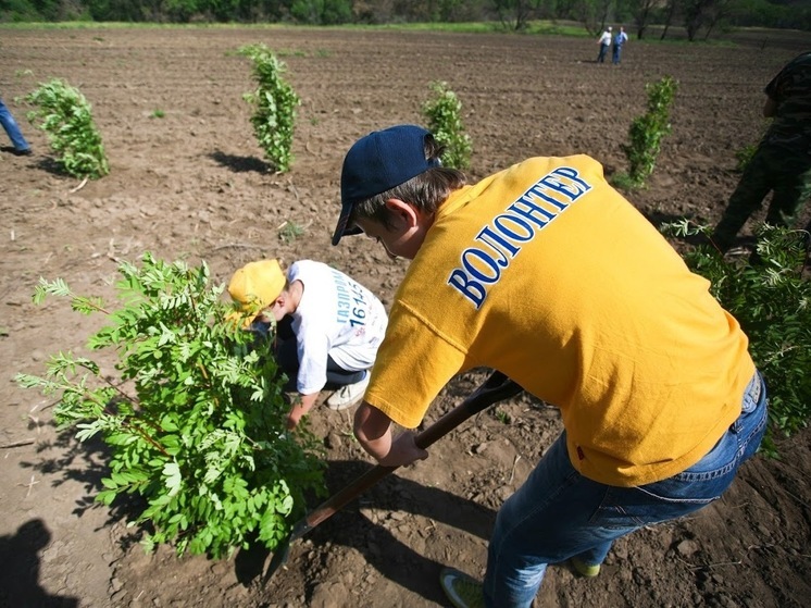 В Волгоградской области за 2025 год высадили свыше 8,3 млн деревьев