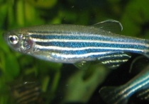 Опыты над необычными лабораторными животными завершили на днях российские ученые и их коллеги из нескольких стран в разных частях планеты