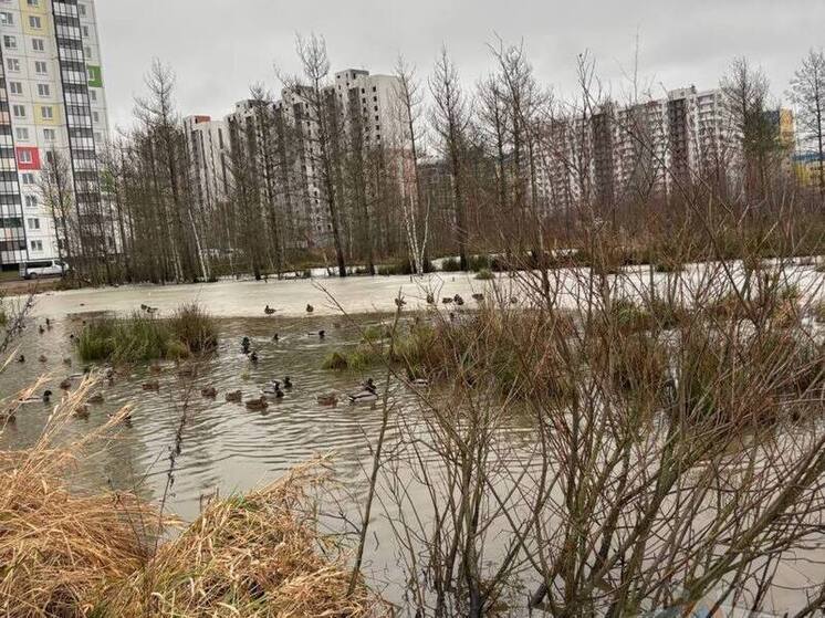 Во Всеволожске проверили воздух после разлива химикатов