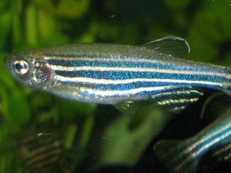 Опыты над необычными лабораторными животными завершили на днях российские ученые и их коллеги из нескольких стран в разных частях планеты