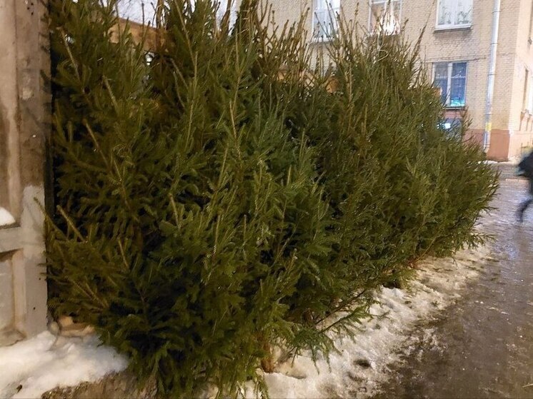 Импорт новогодних живых елей в Россию сократится на треть