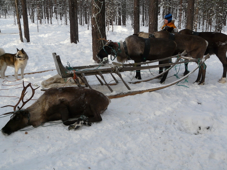 Строительство коралей включено в НАО  в субсидию по модернизации инфраструктуры оленеводческих хозяйств