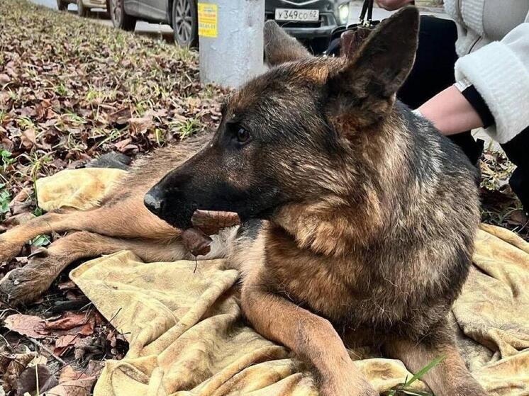 В Рязани ищут владельцев сбитой в Приокском овчарки