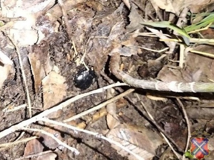 В Волгограде полицейские задержали подозреваемых в распространении наркотиков