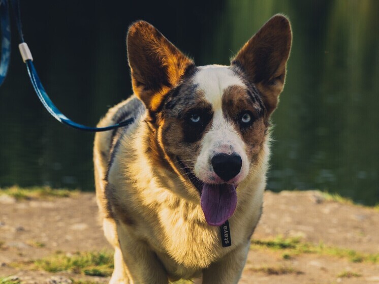 Балтийский суд обязал  хозяйку выплатить компенсацию за укус собаки
