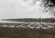 В Астраханской области 239 крестьянско-фермерских хозяйств стали получателями гранта «Агростартап» за последние семь лет