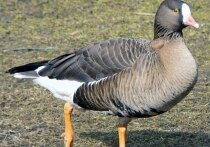 Гусь-пискулька (Anser erythropus) — это мелкий гусь, который находится под угрозой исчезновения во всем мире, и его сохранение является приоритетной задачей.