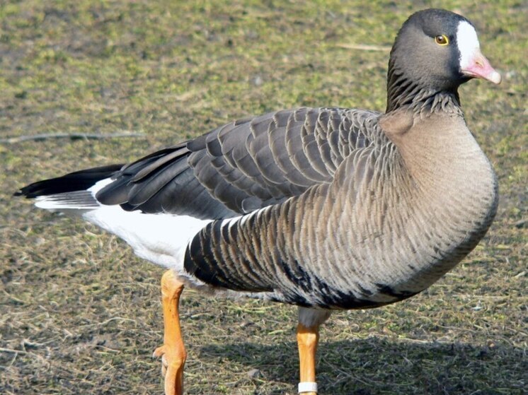 Гусь-пискулька (Anser erythropus) — это мелкий гусь, который находится под угрозой исчезновения во всем мире, и его сохранение является приоритетной задачей.