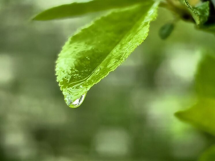 Калининградская область усиливает защиту экологии с помощью нового партнерства