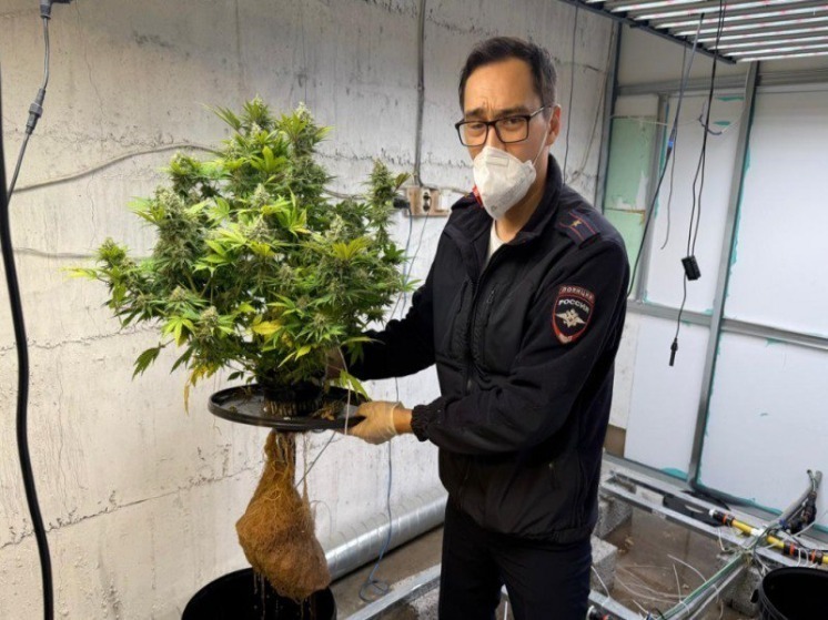 В Астраханской области задержали мужчину с партией наркотиков и выявили домашнюю плантацию конопли