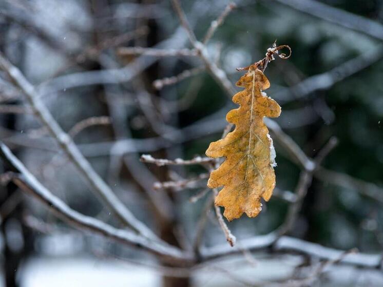 Синоптики пообещали челябинцам мокрый снег в среду